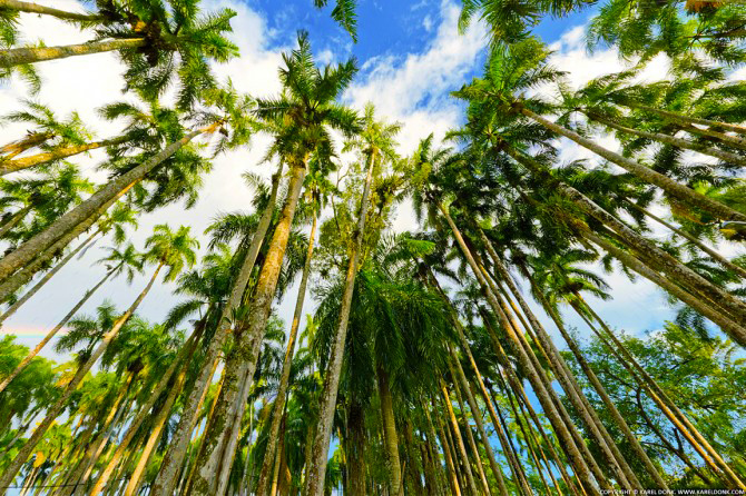 The Palmtree Garden (Palmentuin) in Paramaribo