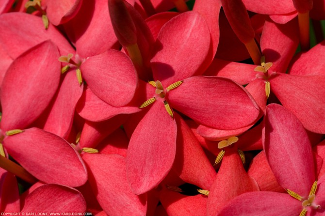 Fayalobi flower (Latin name Ixora)