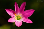 Pink Flower