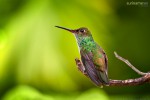 A Hummingbird