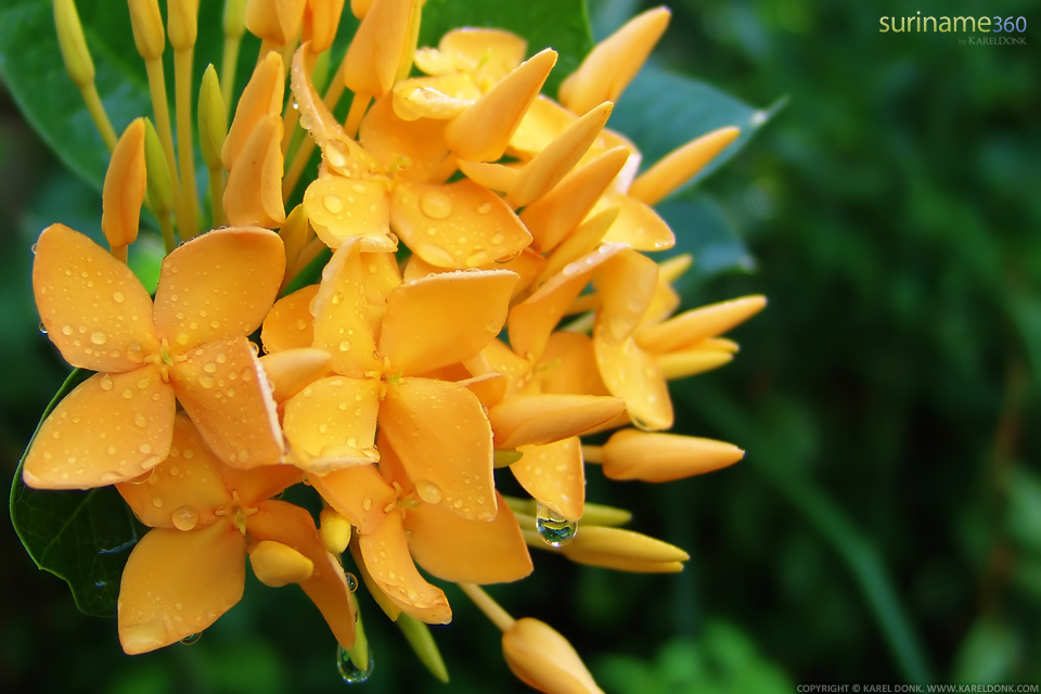 Yellow Faya Lobi Flower Ixora